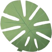 a green leaf with a white background 5.jpg